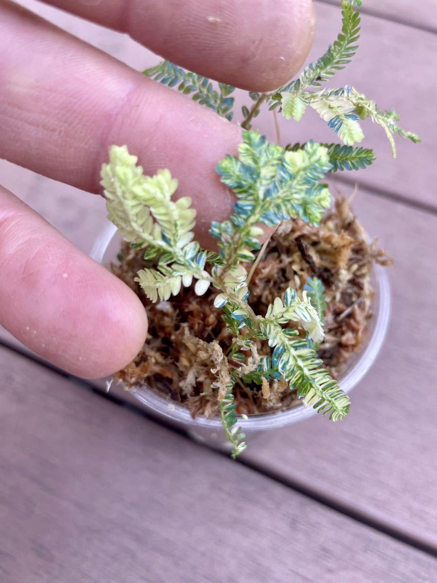 セラギネラ ウィルデノウィー 斑入り / Selaginella willdenowii 斑入り 発根済み安心株_画像2