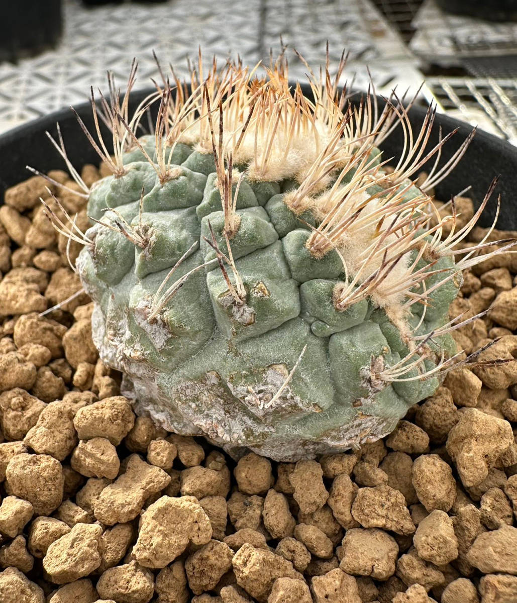 サボテン 多肉植物 ストロンボカクタス ★★綴化 ★★実生強刺菊水★★_画像4