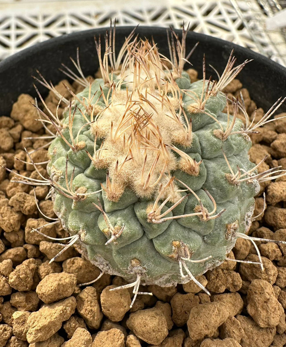 サボテン 多肉植物 ストロンボカクタス ★★綴化 ★★実生強刺菊水★★_画像5