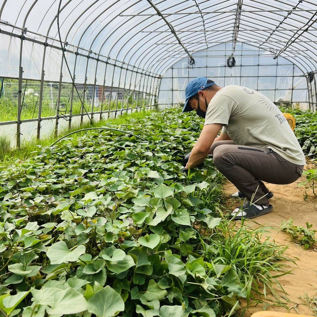 新物 農家直送 10kg さつまいも 紅はるか 茨城県産 訳あり品 甘い_画像3