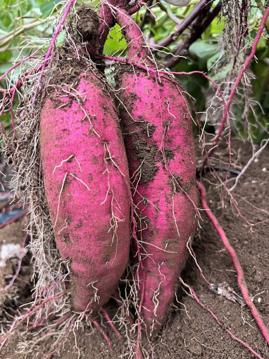 新物 農家直送 5kg さつまいも 紅はるか 茨城県産 訳あり品　甘い_画像4