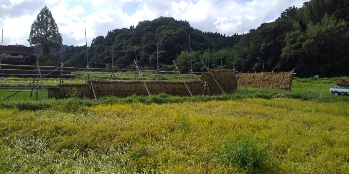 . мир 5 отчетный год Shimane . юг город производство Koshihikari неочищенный рис - te высушенный ( небо день высушенный ) 10.