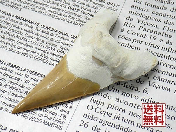 特大 サメの歯 化石 ６０ｍｍ 鮫の歯 corax Shark teeth fossilsモロッコ直輸入 送料無料 No.０２の画像1