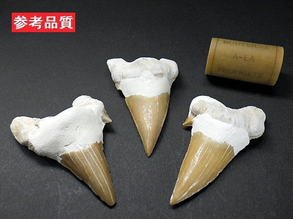 特大 サメの歯 化石 ６０ｍｍ 鮫の歯 corax Shark teeth fossilsモロッコ直輸入 送料無料 No.０２の画像3