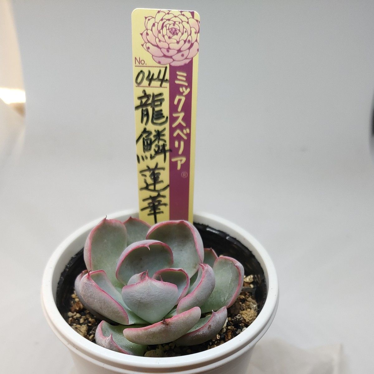 龍鱗蓮華 ミックスベリア おらいさん エケベリア|Yahoo!フリマ 龍鱗蓮華 ミックスベリア おらいさん エケベリア|Yahoo!フリマ