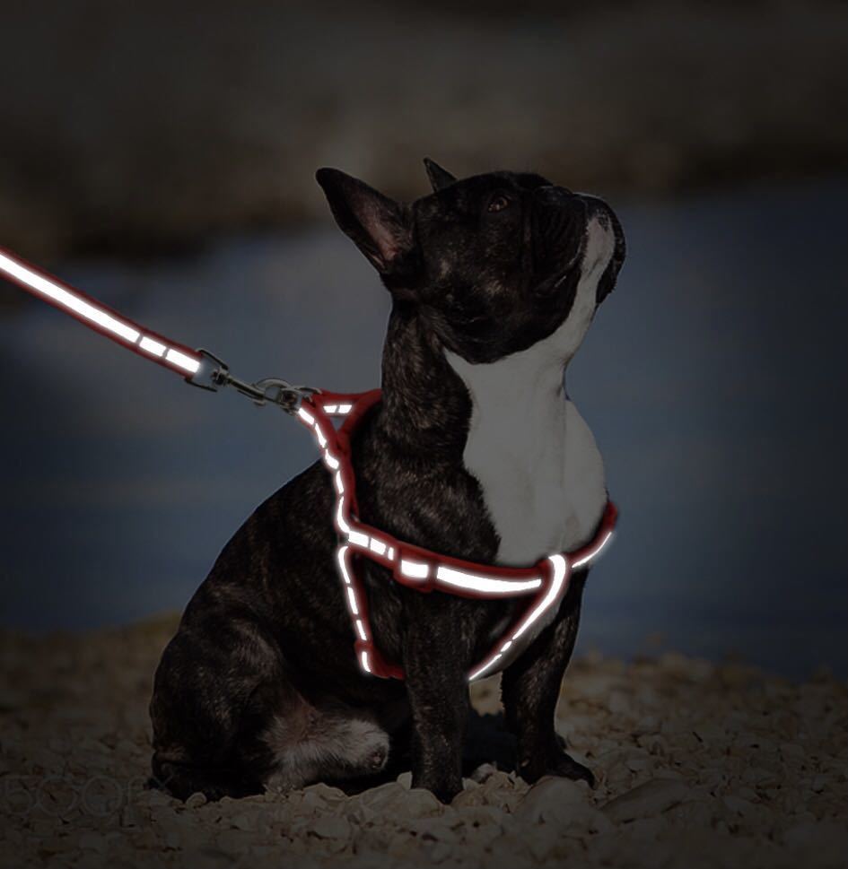 犬 ハーネス セット 犬用 Sサイズ蛍光 反射板 夜 小型犬 安心 安全 黒 目立つ 夕方 お揃い ブラック