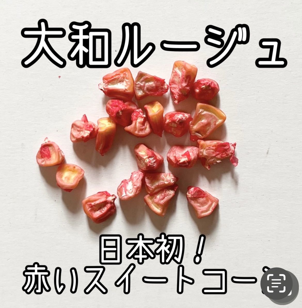 大和ルージュの種 20粒 日本初！ 赤いスイートコーン_画像3