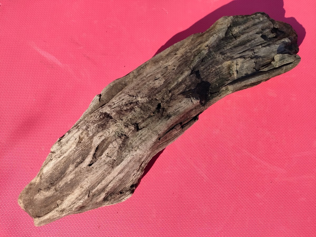 【送料無料】北海道の流木(海で採取)75cm　アクアリウム 水槽 インテリア テラリウム 爬虫類 オブジェ_画像8
