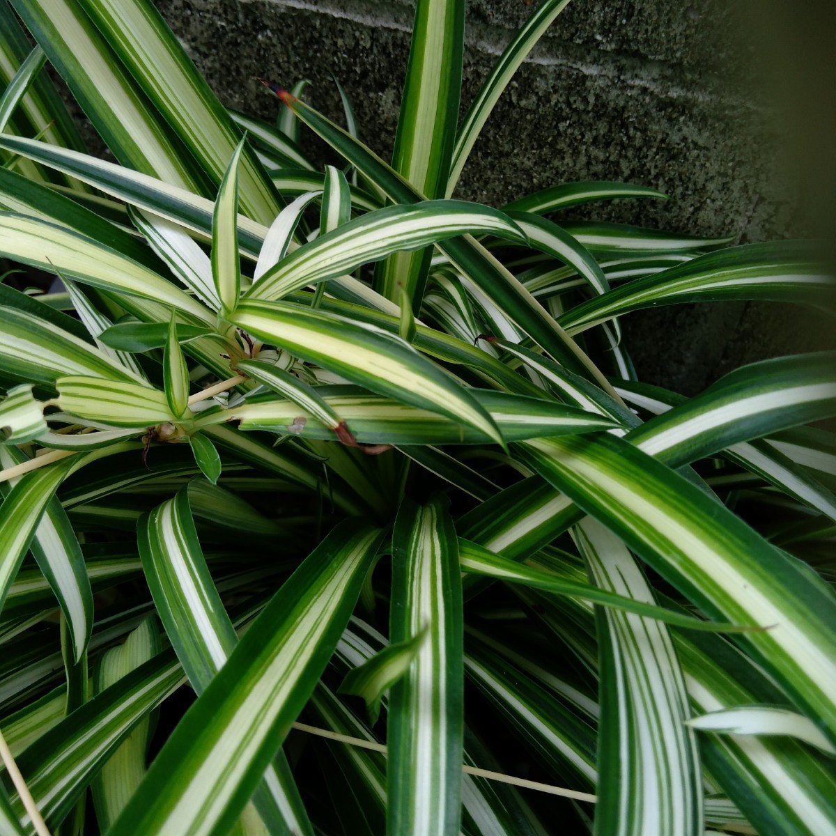 一円スタート　日本春蘭 斑入り　観葉植物　ガーデニング　オリヅルラン　ランナー_画像1