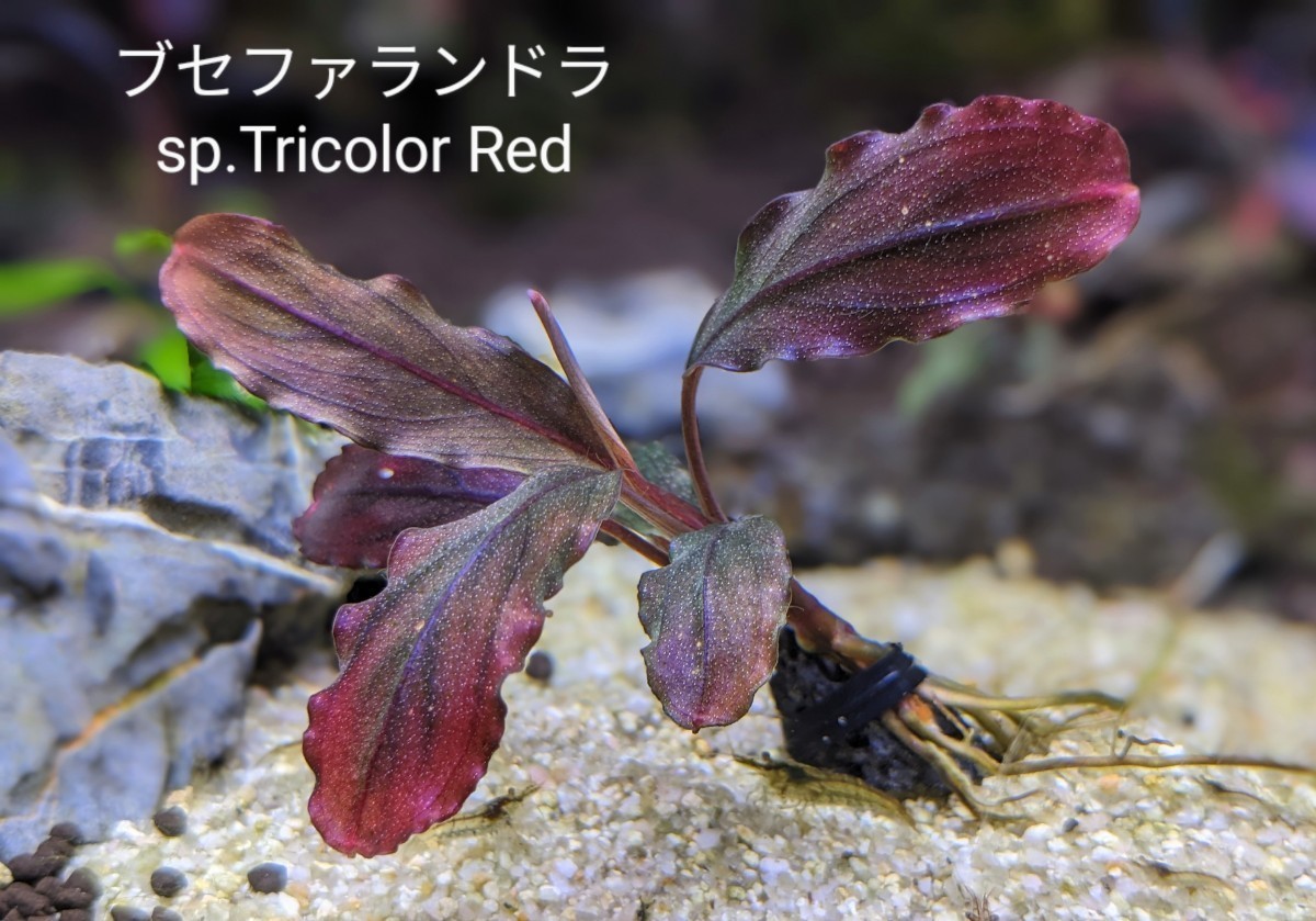 ブセファランドラsp.Tricolor Red（トリコロールレッド）完全水中葉/赤系　№19　群生株