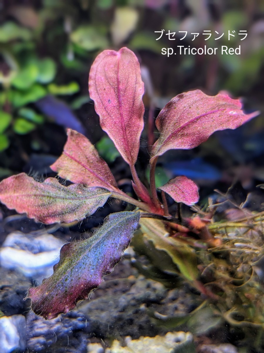 ブセファランドラsp.Tricolor Red（トリコロールレッド）完全水中葉/赤系　№19　群生株