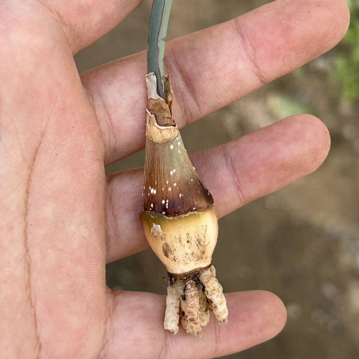 c232 珍奇植物 球根植物 開花株 Haemanthus crispusハエマンサス クリスパス 1株_画像1