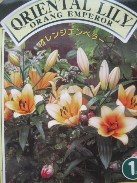 ユリの球根　『オレンジエンペラー』　１球　上向きで咲く芳香の花_画像1