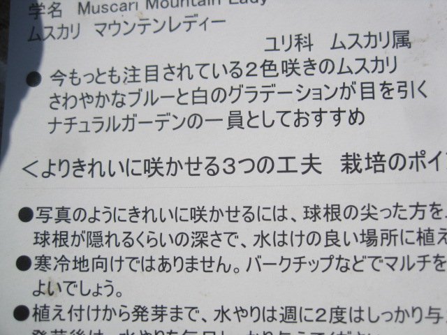 ムスカリの球根　『マウンテンレディ』　5球セット　パーッケージなし_画像5