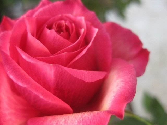 バラ苗　花～蕾つき　『タマラ　コルダナ』　12ポット　　画像は12/8撮影　その3_画像5
