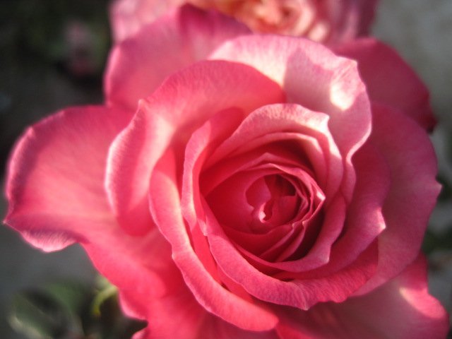 バラ苗　花～蕾つき　『タマラ　コルダナ』　12ポット　　画像は12/8撮影　その3_画像4