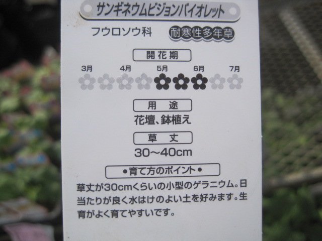 ゲラニウム苗　『サンギネウム　ビジョン　バイオレット』　10.5cmポット　耐寒性多年草_画像5