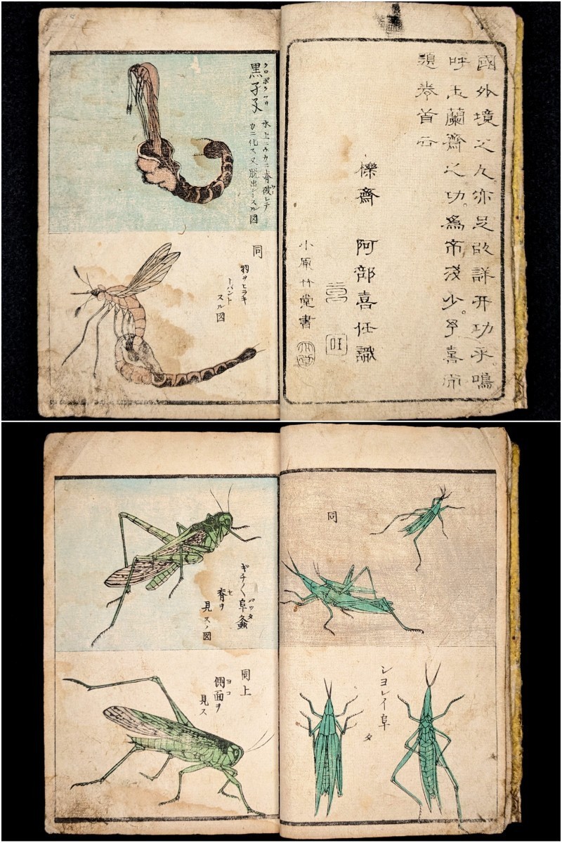 ○江戸期 萬象写真図譜 彩色木版画 東都書林 玉蘭斎貞秀画 図鑑 ○江戸期 萬象写真図譜 彩色木版画 東都書林 玉蘭斎貞秀画 図鑑