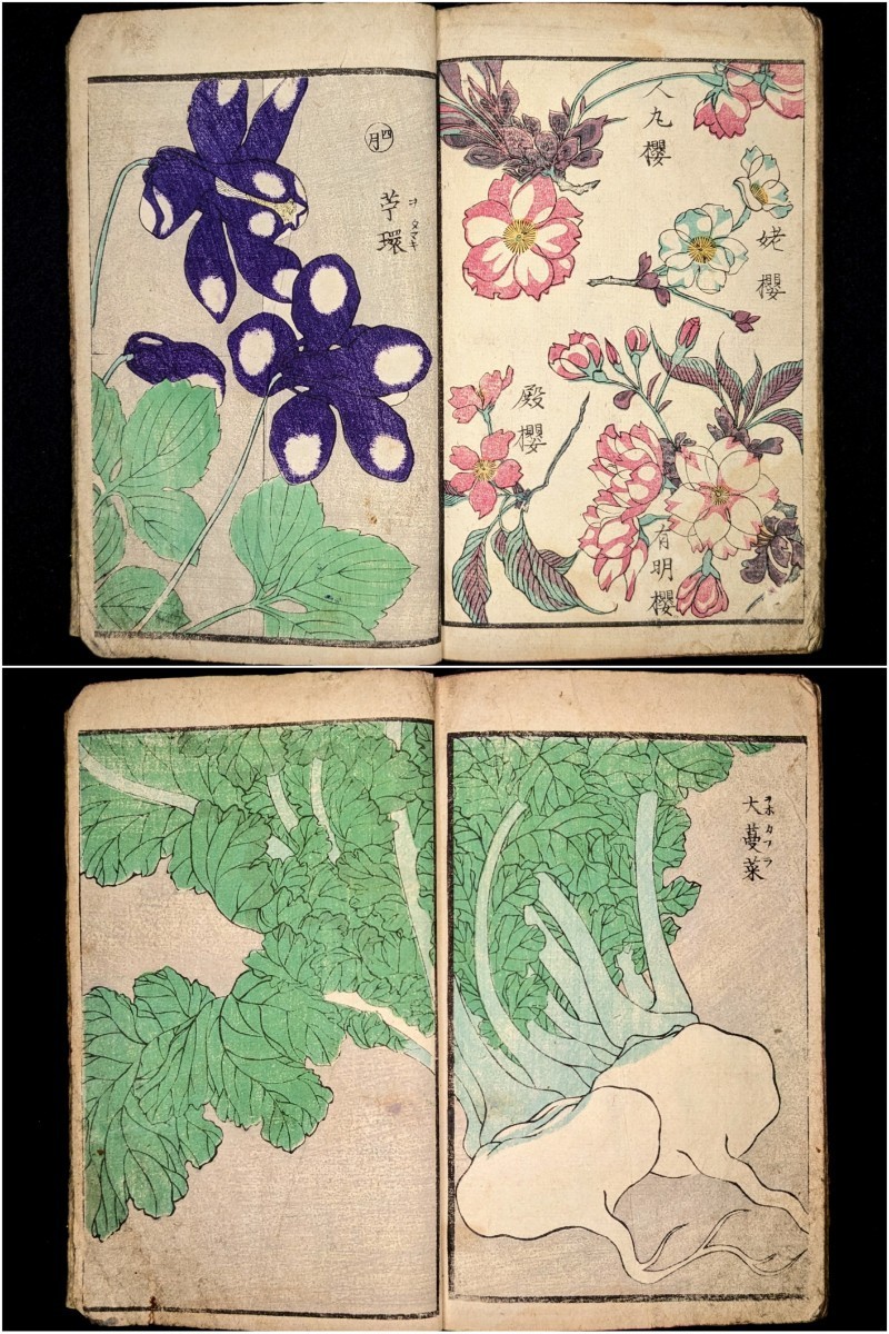 ○江戸期 萬象写真図譜 彩色木版画 東都書林 玉蘭斎貞秀画 図鑑 ○江戸期 萬象写真図譜 彩色木版画 東都書林 玉蘭斎貞秀画 図鑑