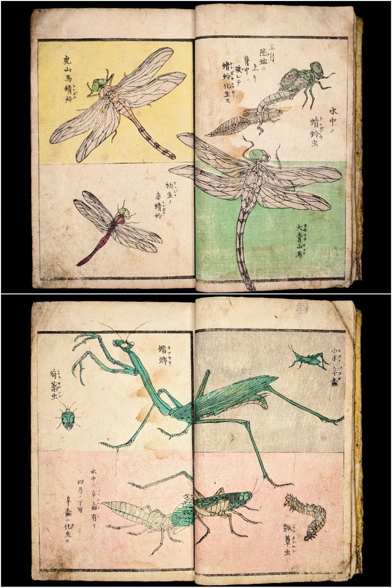 ○江戸期 萬象写真図譜 彩色木版画 東都書林 玉蘭斎貞秀画 図鑑 ○江戸期 萬象写真図譜 彩色木版画 東都書林 玉蘭斎貞秀画 図鑑