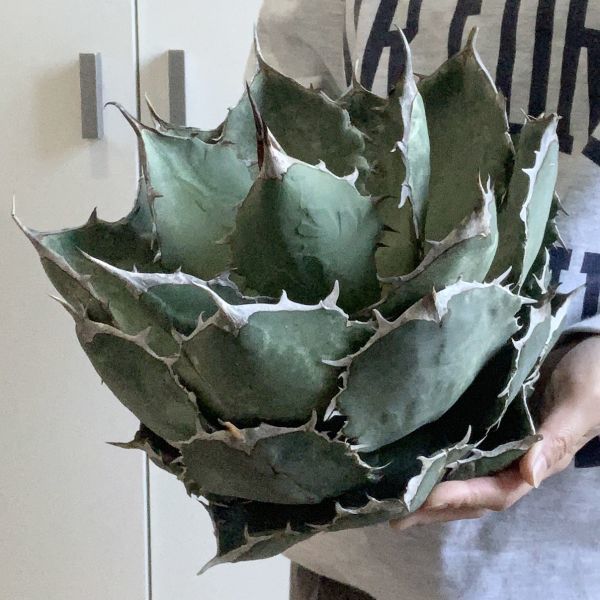 【IR2115】超特大株！！【極上高級株！イラン産◆アガベ チタノタ ペルシアン ドワーフ◆】Agave titanota 'Persian Dwarf'_画像2