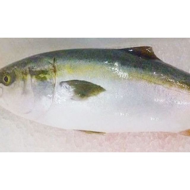  carefuly selected buying up .. yellowtail 1 tail approximately 4~5kg... present year end year-end gift 