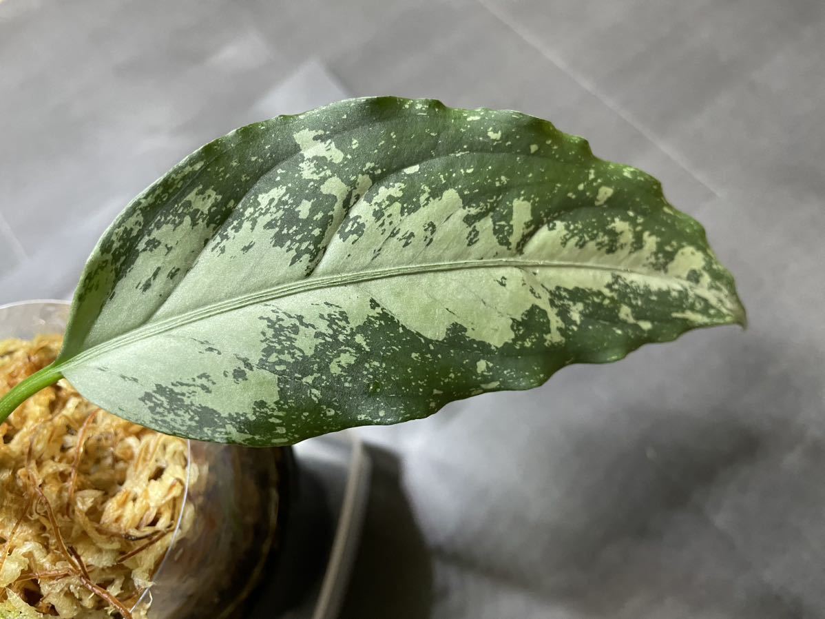 正規タグ付【AZ便】アグラオネマ ピクタム / Aglaonema pictumの画像8