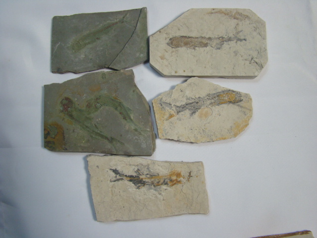 激安！狼鰭魚（Lycoptera）リコプテラ魚化石ジュラ紀白亜紀中国遼寧省5枚一括_画像1