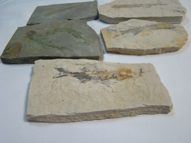 激安！狼鰭魚（Lycoptera）リコプテラ魚化石ジュラ紀白亜紀中国遼寧省5枚一括_画像5