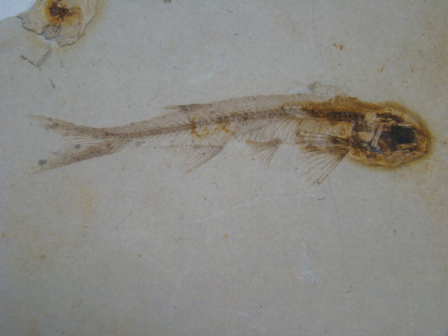 激安！狼鰭魚（Lycoptera）リコプテラ魚化石ジュラ紀白亜紀中国遼寧省両面魚化石3枚一括6匹_画像3
