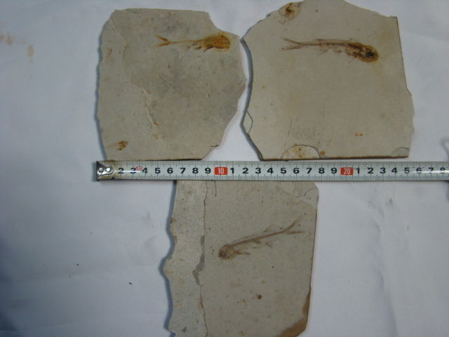 激安！狼鰭魚（Lycoptera）リコプテラ魚化石ジュラ紀白亜紀中国遼寧省両面魚化石3枚一括6匹_画像5