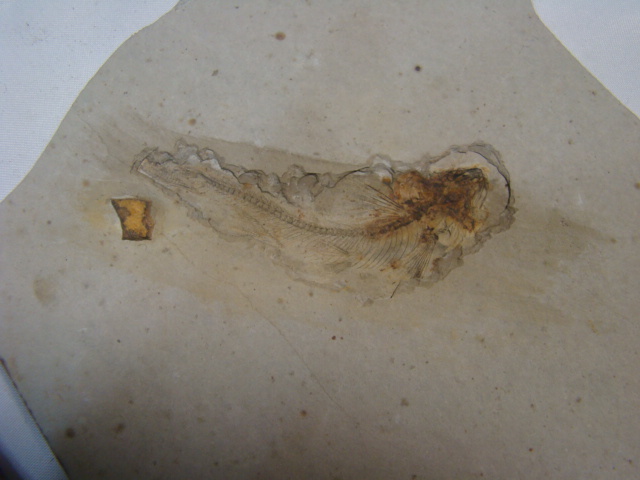 激安！狼鰭魚（Lycoptera）リコプテラ魚化石ジュラ紀白亜紀中国遼寧省両面魚化石3枚一括6匹_画像8