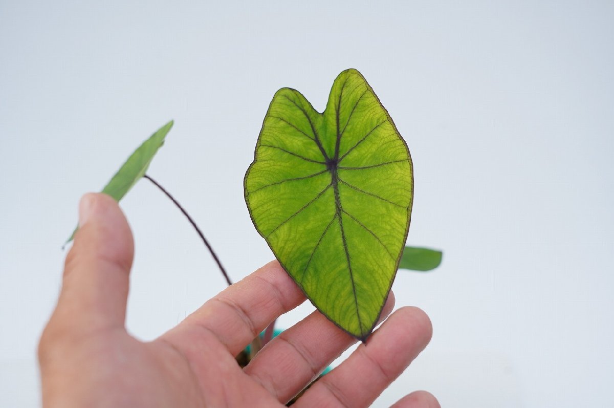 ★TO★タロの新しい品種 コロカシア　ブルーハワイ　Colocasia esculenta ‘Blue Hawaii'　カラーリーフ　耐寒性　3号苗　現品　60サイズ_画像7