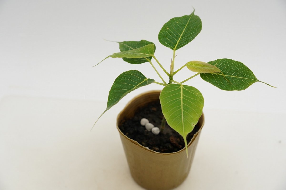 ★TO★聖なる木インドボダイジュの極矮性種　Ficus religiosa Compacta　観葉植物　仏教三霊樹　ドワーフ　4号ポット植え　80サイズ_画像5