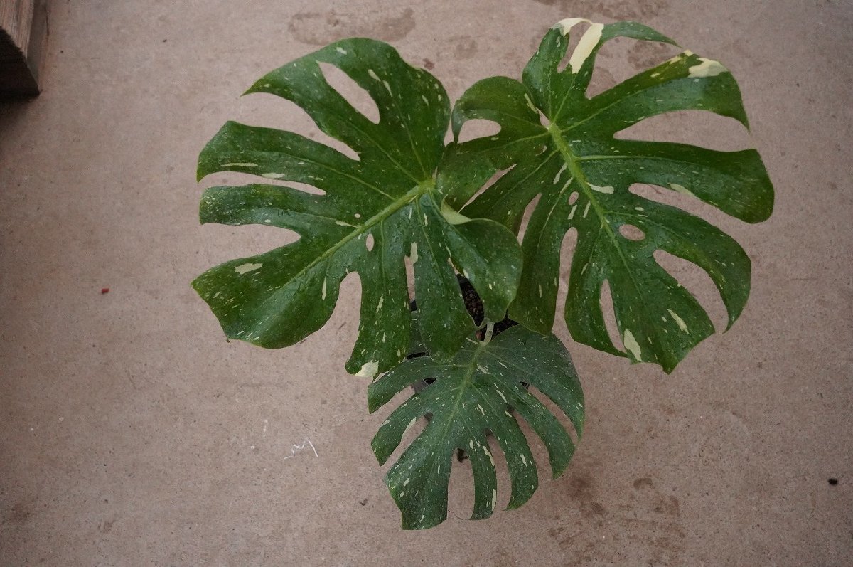 ★TO★斑入りモンステラ・デリシオサ　デリシオーサ　Monstera deliciosa 'Variegata'　7号ポット苗　現品　観葉植物　120サイズ_画像8