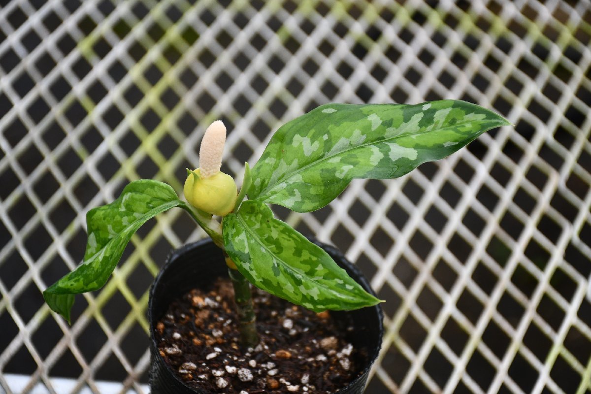 231207☆AO☆人気のアグラオネマ　アグラオネマ・ビクツム'トリカラー'Aglaonema pictum 'Tricolor' 80サイズ_画像1