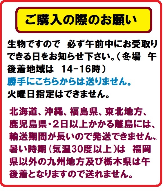 新小赤　300匹　小赤　当歳　餌金　金魚　金魚すくい　エサ金_画像2