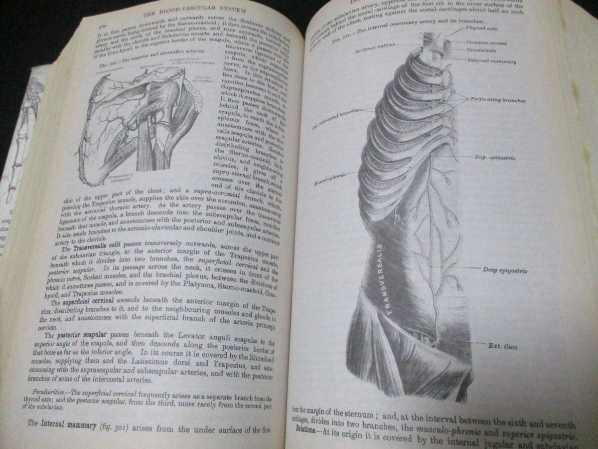 Gray's Anatomy 100年以上前の古典的な人体解剖図「グレイズ・アナトミー」完全版【大型本 1280㌻】◇洋書 医学 医療 アート 人体解剖学の画像4
