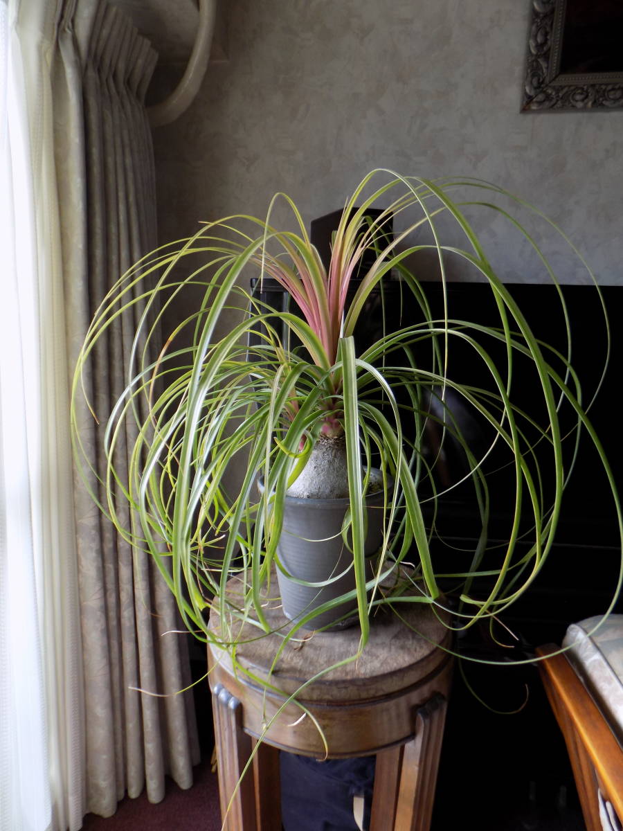 トックリランノリナ ポニーテール/カールした葉が美しい/元気/観葉植物/鉢植え_画像1