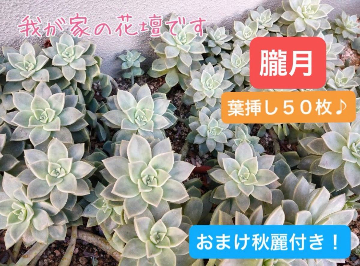 オススメ 多肉植物 葉挿し 朧月おぼろづき５０枚 オマケ付き お試しに