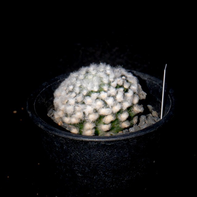 ● 小雪 グラキリス モンスト ● 珍品 新種 マミラリア 多肉植物 サボテン_画像2