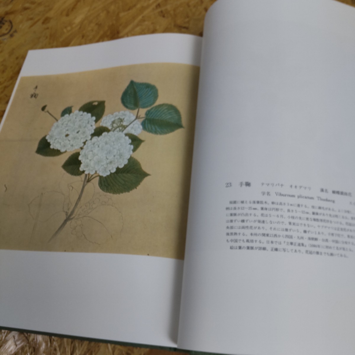 【限定1000部】近衛豫楽院御画 花木真寫 陽明文庫蔵 近衛家熙 源豊宗 北村四郎 淡交社・外箱付・帙入☆ボタニカルアート 植物画 博物画_画像9