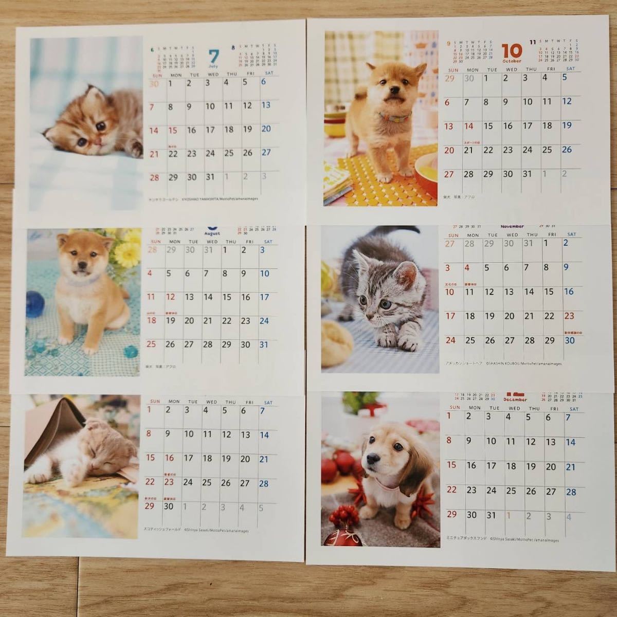 ◯2024 カレンダー DOG&CAT かわいい子いぬ・かわいい子ねこ 卓上 壁掛け 住友 住友生命 ねこ いぬ 猫 犬◯非売品_画像4