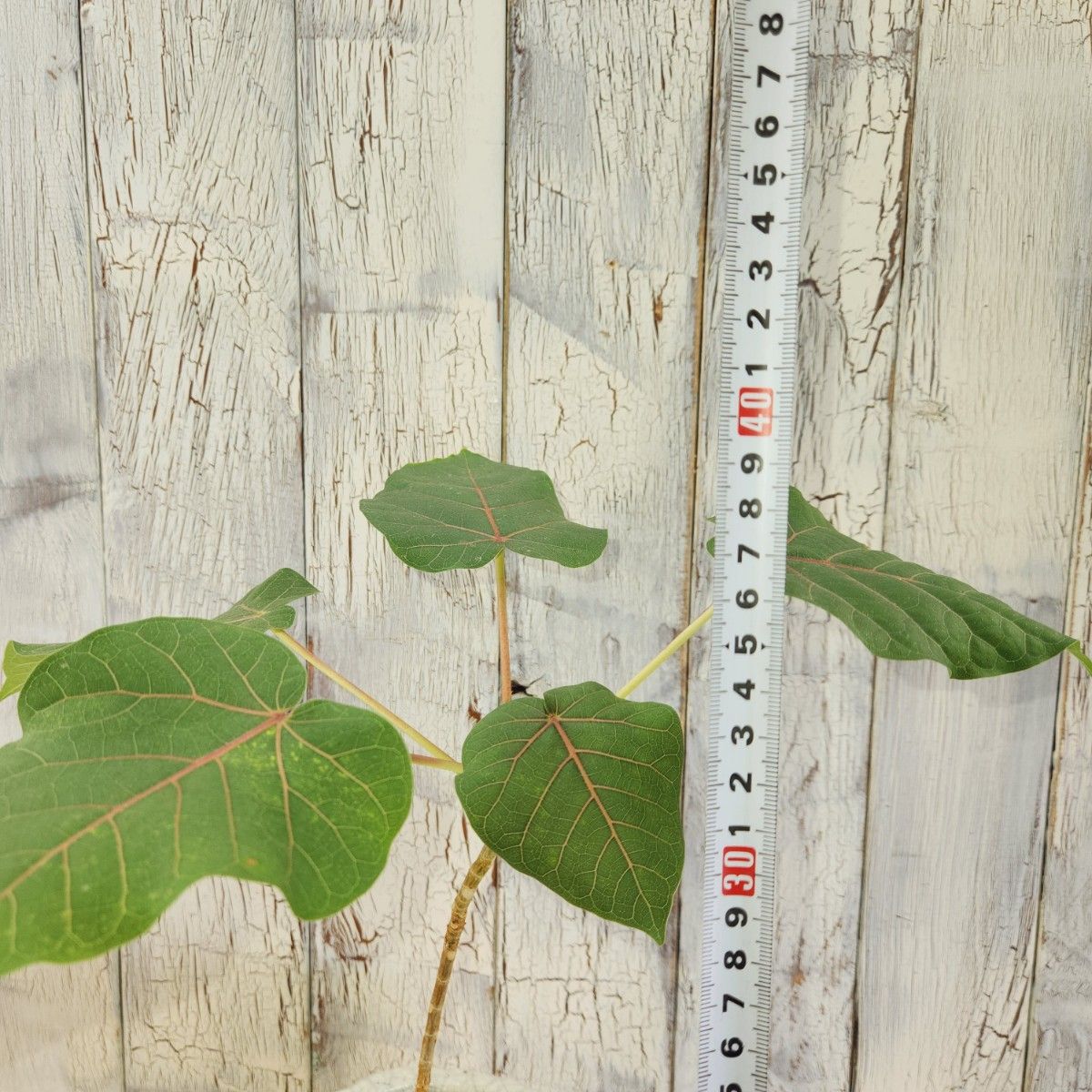 観葉植物　フィカス ペティオラリス