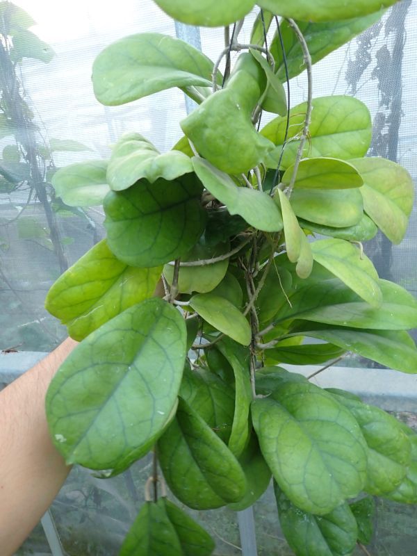 ホヤ‘ヴィオラ’　大型になる強健な交配種deykeae and Hoya vitellina_画像10