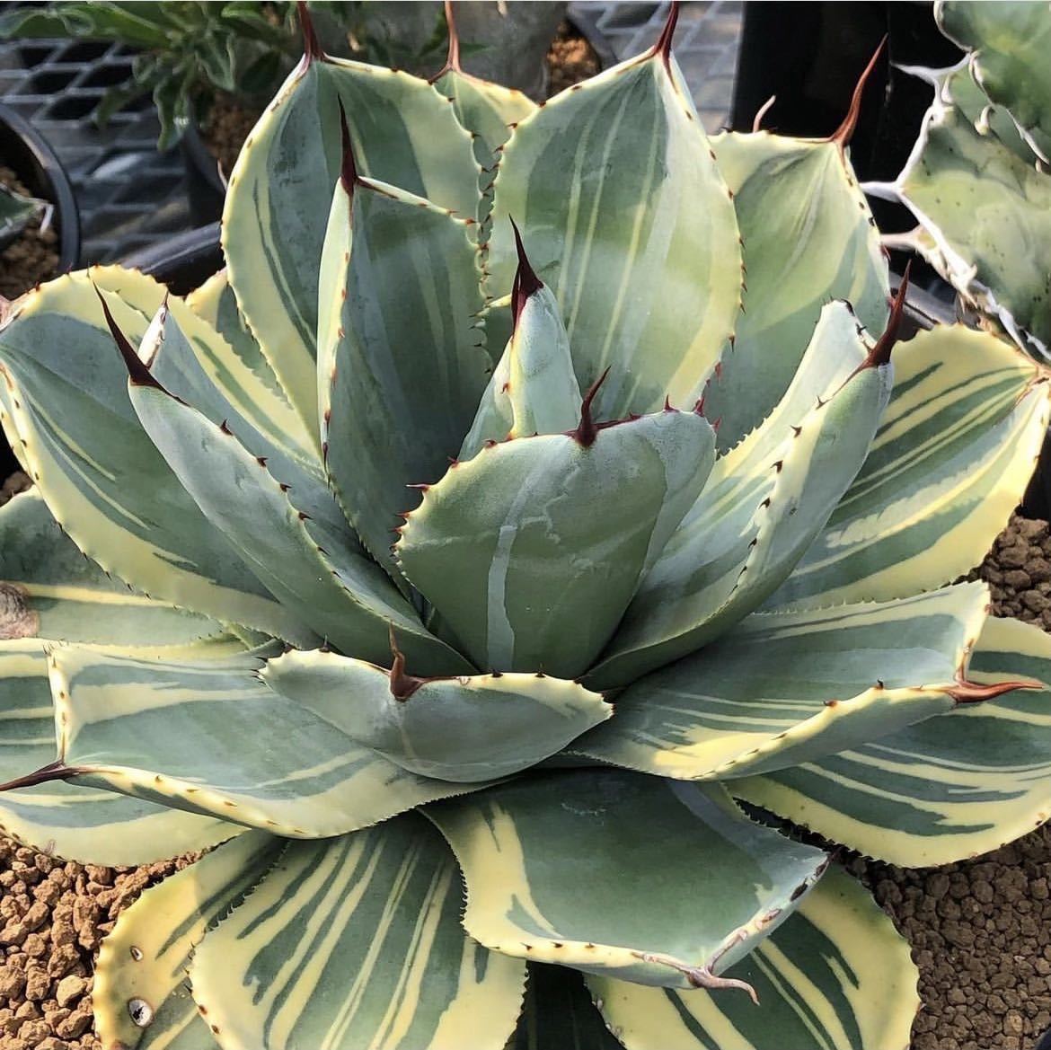 アガベ パリー トランカータ ライムストリーク|観葉植物 アガベ パリー トランカータ ライムストリーク|観葉植物