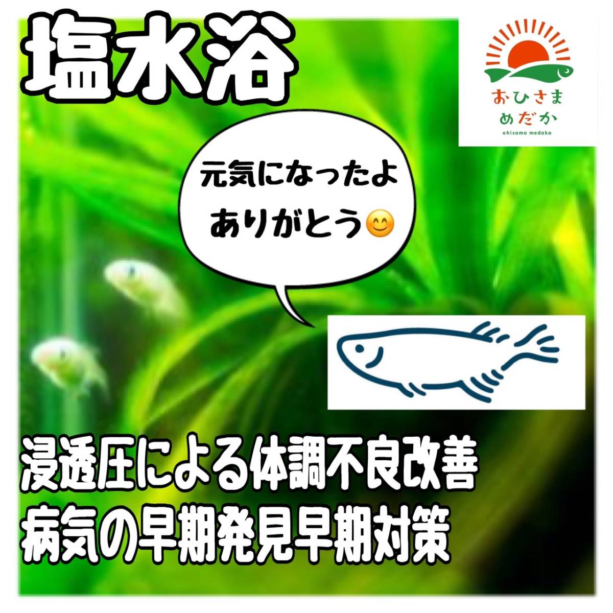  salt water .[me Dakar. salt 1.5kg] medaka PSB oh .. heaven day salt aquarium colored carp goldfish tropical fish turtle turtle sick . prevention sterilization . please 