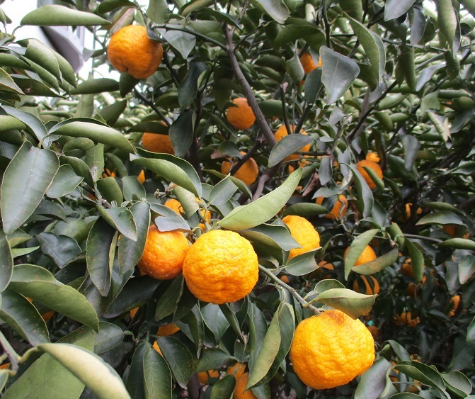 ゆず 柚子　無農薬 12/28 収穫品1.0kg 、16個 、自家栽培、_画像7