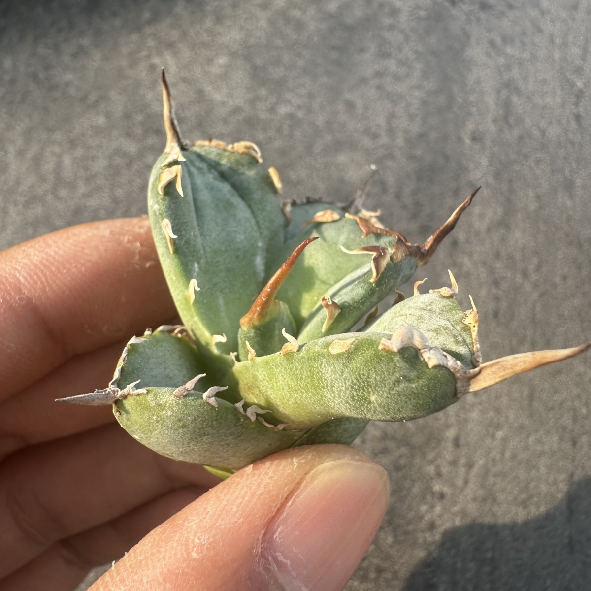 F15 【パンダ園芸】アガベ チタノタ OWL 海豹 agave titanota 寛葉厳龍 LBP 胴切り天芽 極上大子株_画像2