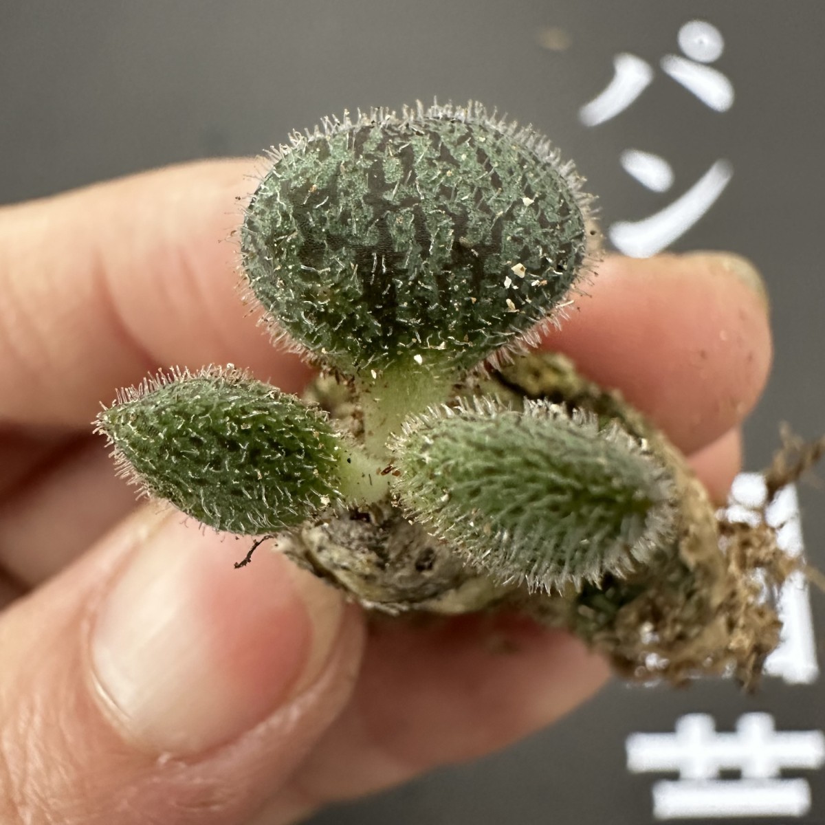 G55 【パンダ園芸】特選 珍奇植物 Tylecodon nolteeiの近似種 チレコドン ノルティ 3株 _画像6